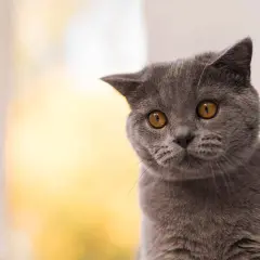 Graue Katze mit bernsteinfarbenen Augen blickt neugierig. Sie fragt sich, wie lange man 2 Katzen alleine lassen kann.