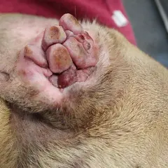 Hund mit Mastzelltumor im Endstadium: Geschwollene, knotige Läsionen im Ohr, ein trauriges Symptom.