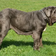 Ein imposanter Mastino Napoletano mit grauem Fell und Falten steht auf einer grünen Wiese.