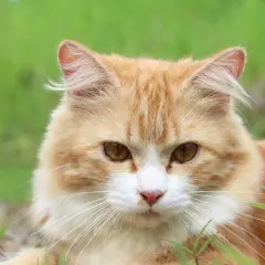 Ein orange-weißes Kätzchen mit bernsteinfarbenen Augen blickt neugierig in die Kamera. Man fragt sich, wie viele Haare eine Katze hat, wenn man ihr flauschiges Fell sieht.