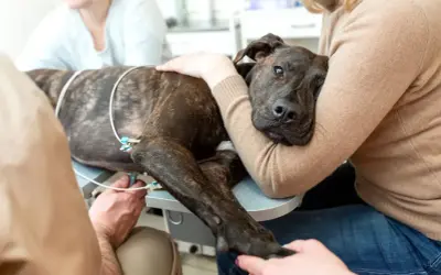 Ein herzkranker Hund im Endstadium, dessen Symptome durch EKG-Elektroden überwacht werden, wird von seiner Besitzerin getröstet.