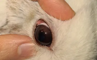 Ein Finger hält das Augenlid eines Kaninchens, um verklebte Augen zu reinigen.