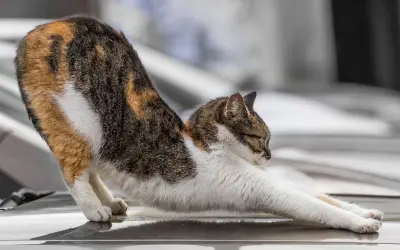 Dreifarbige Katze streckt sich, ihr Gangbild könnte auf Arthrose hindeuten.