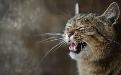 Katze niest oft, vielleicht wegen eines Tumors. Ihr Maul ist weit geöffnet, die Augen geschlossen.
