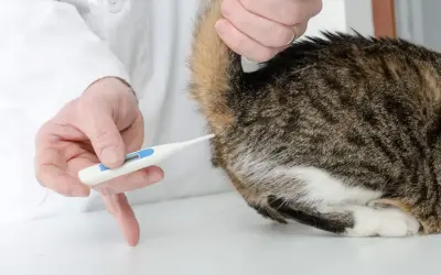 Tierarzt misst bei einer Katze Fieber mit einem Thermometer am After.