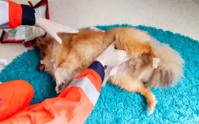 Tierarzt untersucht einen Hund, dessen Kralle blutet.