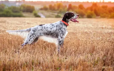 Ein English Setter mit orangefarbenem Halsband steht auf einem abgeernteten Feld.