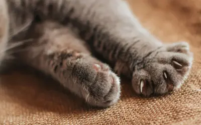 Nahaufnahme von zwei flauschigen Katzenpfoten, die auf einem braunen Teppich liegen. Die Krallen sind ausgefahren, bereit zum Kratzen oder Klettern.
