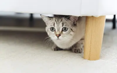 Eine scheue Katze mit blauen Augen schaut unter ein Sofa. Sie zieht gerade ein und erkundet ihr neues Zuhause.