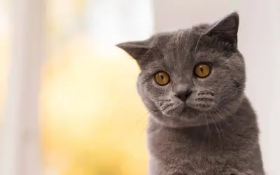 Graue Katze mit bernsteinfarbenen Augen blickt neugierig. Sie fragt sich, wie lange man 2 Katzen alleine lassen kann.