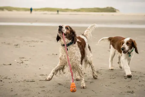 Zwei Welsh Springer Spaniels spielen am Strand mit einem Spielzeug.