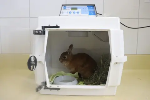 Kleines Kaninchen in einer Transportbox, das schwer atmet. Es liegt auf einer grünen Decke neben einem Wassernapf und Heu.