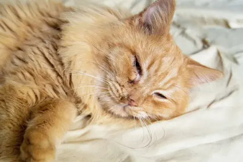 Eine orangefarbene Katze liegt auf einem Bett. Sie hat eine Verletzung am Auge und scheint sich unwohl zu fühlen, als ob sie blutigen Ausfluss aus der Nase hätte, was auf eine Katze niest blut hindeuten könnte.