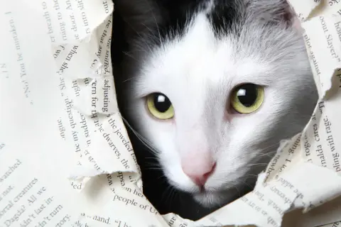 Ein weiß-schwarzes Kätzchen mit leuchtend grünen Augen blickt neugierig durch ein zerissenes Buch. Vielleicht sucht es nach Katzennamen mit B wie "Balu" oder "Bello".