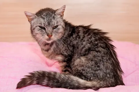 Graue Katze mit struppigem Fell, wirkt schwach. Mögliche Anzeichen für Nierenversagen im Endstadium bei Katzen.