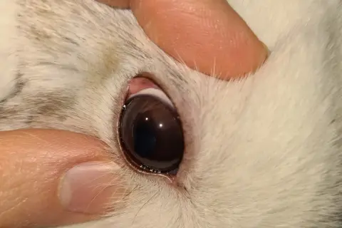 Ein Finger hält das Augenlid eines Kaninchens, um verklebte Augen zu reinigen.
