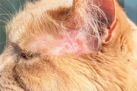 Rote, gereizte Hautstellen am Ohr einer Katze, die auf Hautpilz hindeuten. Hausmittel könnten helfen.