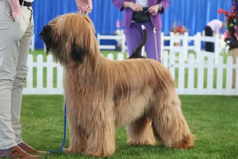 Ein stattlicher Hund mit langen Haaren steht auf einer grünen Wiese.