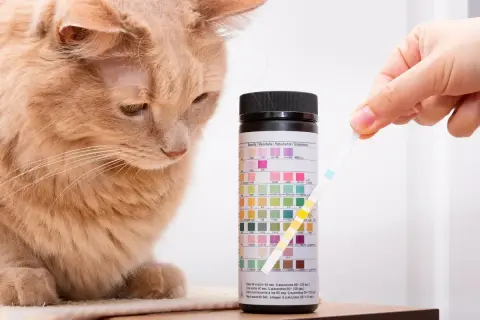 Besorgte Katze beobachtet Urinteststreifen. Wenn die Katze Blut im Urin hat, sind Hausmittel oft nicht ausreichend.