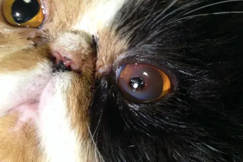 Nahaufnahme eines Katzenauges mit brauner Kruste am Lid.