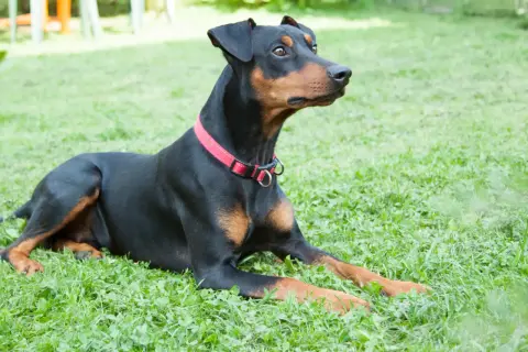 Ein schwarzer Deutscher Pinscher mit braunen Abzeichen liegt auf einer grünen Wiese. Sein aufmerksamer Blick und seine Haltung spiegeln den typischen deutschen Pinscher Charakter wider: wachsam und loyal.