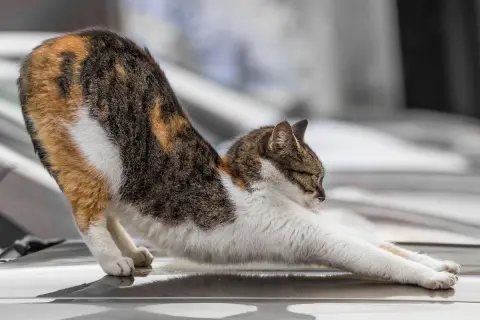 Dreifarbige Katze streckt sich, ihr Gangbild könnte auf Arthrose hindeuten.