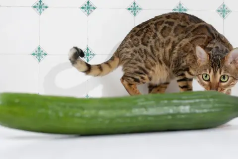 Ein getigerter Kater mit grünen Augen beäugt misstrauisch eine Gurke. Vielleicht fragt er sich, warum Katzen Angst vor Gurken haben.