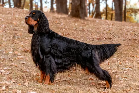 Ein eleganter Gordon Setter steht im Herbstlaub, sein glänzendes schwarzes Fell mit braunen Abzeichen.