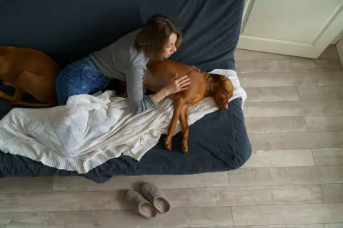 Frau streichelt ihren Hund, dessen Bauch gluckert. Er frisst nicht und liegt erschöpft auf der Couch.