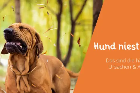Ein Hund niest im Herbstlaub. Der Text "Hund niest ständig" gibt Hinweise auf Ursachen und Auslöser.