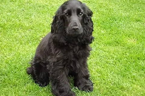 Ein süßer, schwarzer Cocker Spaniel sitzt auf einer grünen Wiese und schaut neugierig in die Kamera.