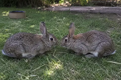 Zwei Kaninchen schnuppern neugierig. Ob sie sich fragen, wie schnell kaninchen ihren partner vergessen?
