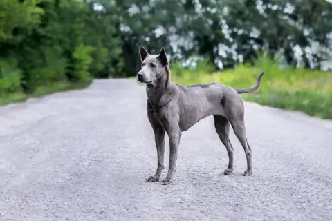 Ein eleganter Thai Ridgeback steht auf einer asphaltierten Straße, umgeben von grünen Bäumen.
