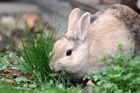 Ein Kaninchen frisst Gras. Sein Fell ist hellbraun mit dunklen Flecken. Es könnte Anzeichen von kaninchen hautpilz oder milben haben.