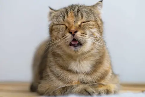 Ein Kater, der nicht frisst, mit geschlossenen Augen und leicht geöffnetem Maul, wirkt traurig.