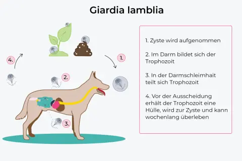Schema zeigt den Lebenszyklus von Giardien bei einem Hund: Zystenaufnahme, Vermehrung im Darm und Ausscheidung.