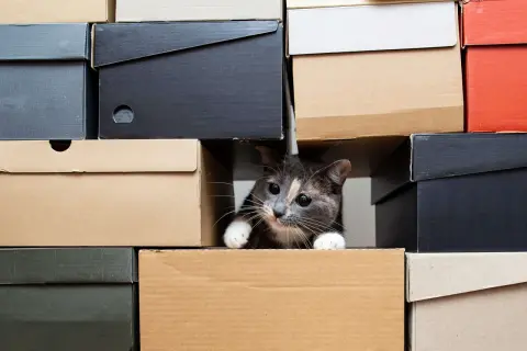Ein neugieriges Kätzchen lugt aus einem Karton hervor. Vielleicht ist das die Antwort, warum lieben katzen kartons: sie sind perfekte Verstecke!