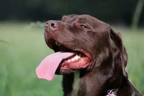 Brauner Hund hechelt viel, seine Zunge hängt weit heraus. Er genießt die Sonne im Grünen.