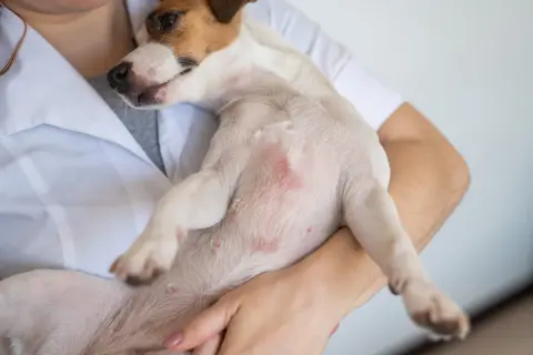 Tierarzt untersucht Hund mit Hautirritationen am Bauch. Mögliche Anzeichen für schwarzen Hautkrebs beim Hund?