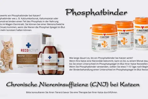 Katze mit Niereninsuffizienz: Phosphatbinder wie RECOACTIV helfen, den Phosphatspiegel zu regulieren.