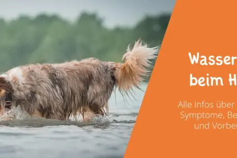 Nasser Hund im Wasser. Informationen zur Wasserrute beim Hund, Ursachen, Symptome, Behandlung und Vorbeugung.