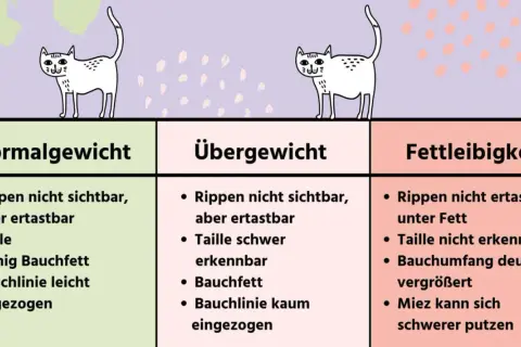 Drei Katzen zeigen, wie viel wiegt eine Katze: Normalgewicht, Übergewicht, Fettleibigkeit. Merkmale wie Rippen, Taille und Bauchfett werden erklärt.