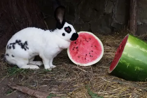 Ein weiß-schwarzer deutscher Riese nascht genüsslich von einer saftigen Wassermelone.