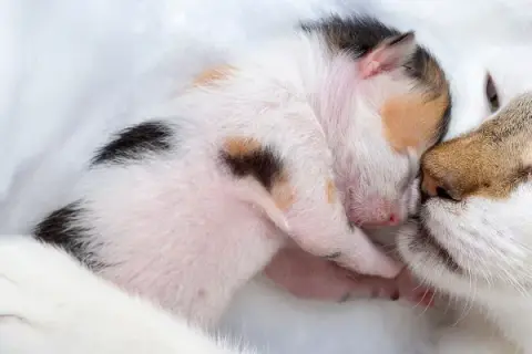 Eine Mutterkatze küsst ihr winziges Kätzchen. Ein süßer Moment, der an die Zeit vor der Geburt erinnert, wenn Katzen und Schwangerschaft Hand in Hand gehen.