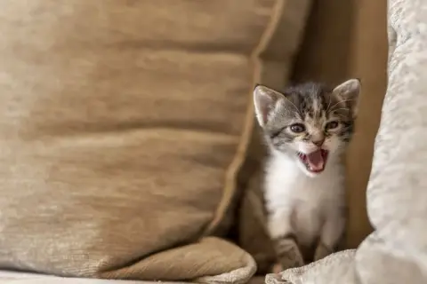 Kleines Kätzchen zwischen Kissen, fragt sich, warum miaut meine Katze nachts?
