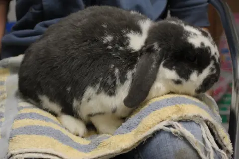 Ein grau-weiß geflecktes Kaninchen sitzt auf einem Handtuch. Darf man Kaninchen baden? Nein, meistens nicht.