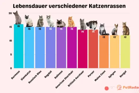 Balkendiagramm zeigt, wie alt werden Katzen: Burmese (16), Siamkatze (15), Ragdoll (15), Perser (14), Maine Coon (12), Bengal (12) und mehr.