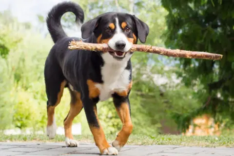 Ein fröhlicher Appenzeller Schweizer Sennenhund mit einem Ast im Maul läuft über einen Weg.
