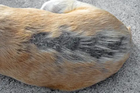 Nahaufnahme des Fells eines Hundes mit trockener Haut und Schuppenbildung.