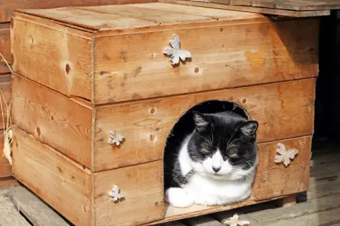 Ein schwarz-weißer Kater ruht in seinem selbstgebauten Katzenhaus aus Holz, verziert mit kleinen Schmetterlingen.